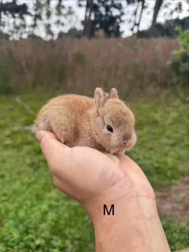 Mini coelho anão netherland pet