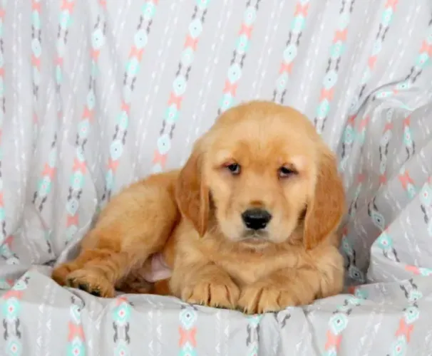 Golden Retriever filhotes lindos à venda hoje