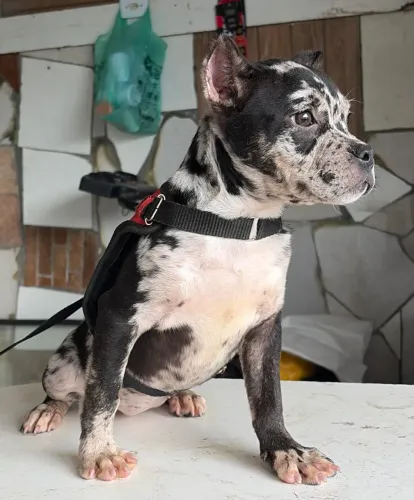 American Bully