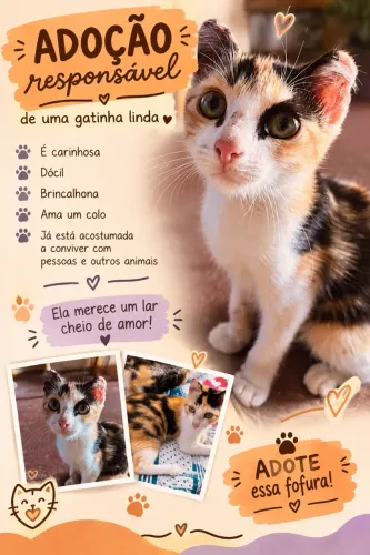 Gatinhas filhotes lindas para adoção