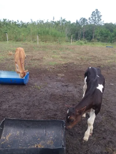 Vacas Jersey e Touro girolando e 2 bezerros holandeses