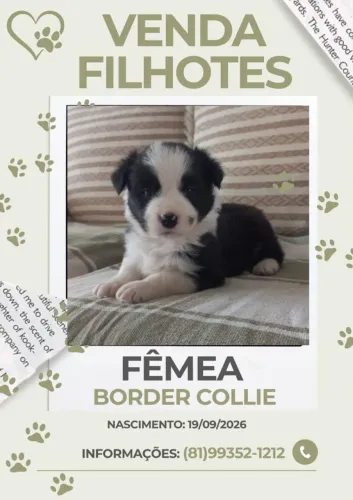 FILHOTES DE BORDER COLLIE (LEIA DESCRIÇÃO)