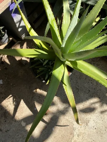 Babosa Aloe Vera planta Orgânica 