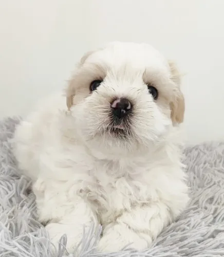 Shih tzu mini filhotes 