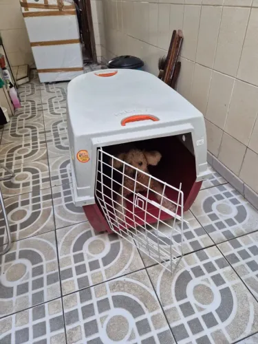 Casa transporte de pet