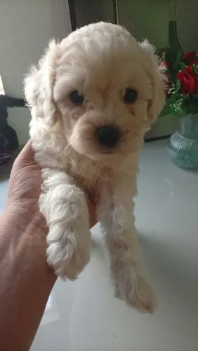 Cachorro poodle 