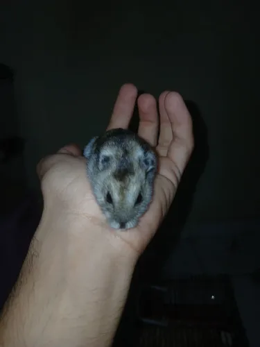 Hamster Anão russo 
