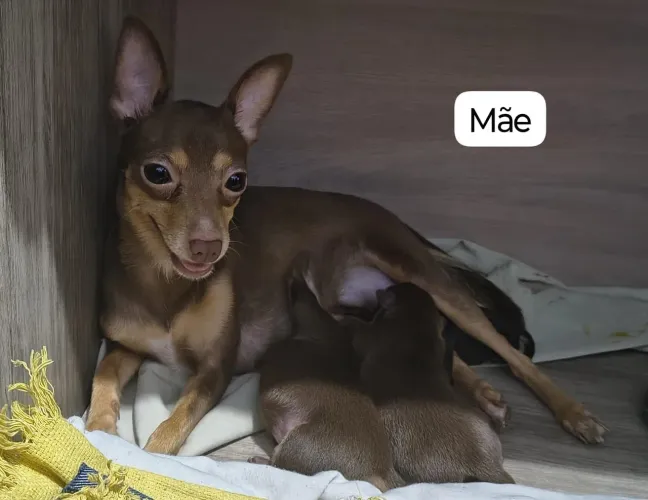 Pinscher