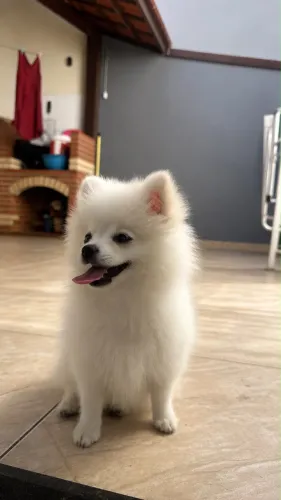 Animal de estimação - Spitz Alemão