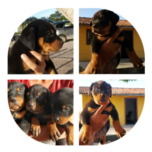 Vendo filhote de Rottweiler com 2 meses, já vacinado e vermifugado
