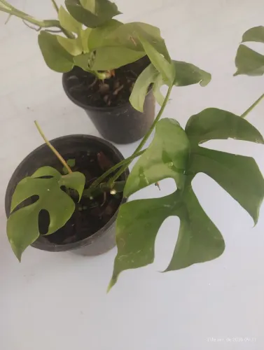 Planta Costela de Eva 