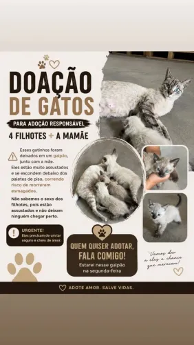 Gatinhos para adoção 