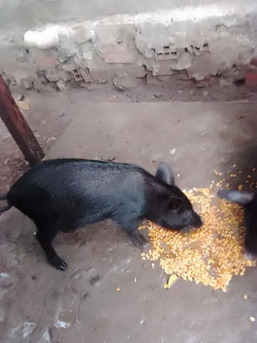 Porcos novos