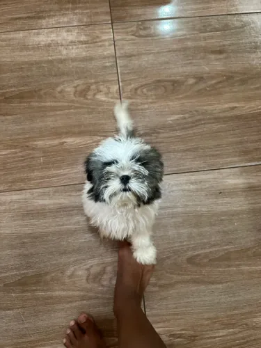 Filhote de Shih Tzu Macho 