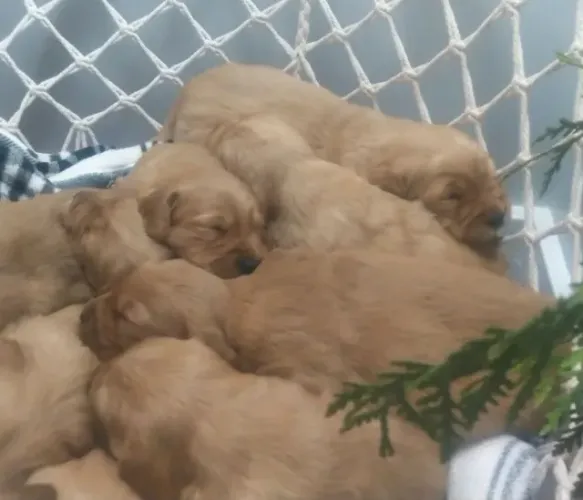 Filhotes de Golden Retriever | Afeto sem limites.