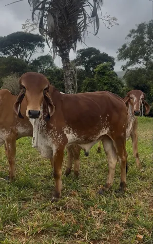 Tourinho Gir PO