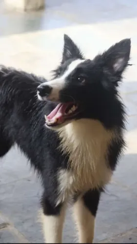 Border Collie Fêmea 