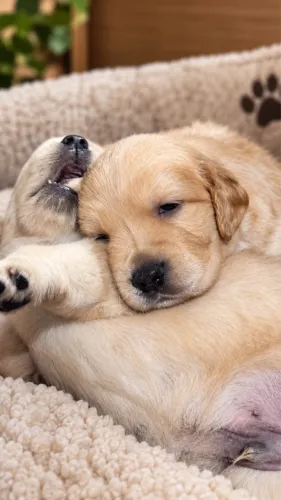 Filhote Golden retriver 