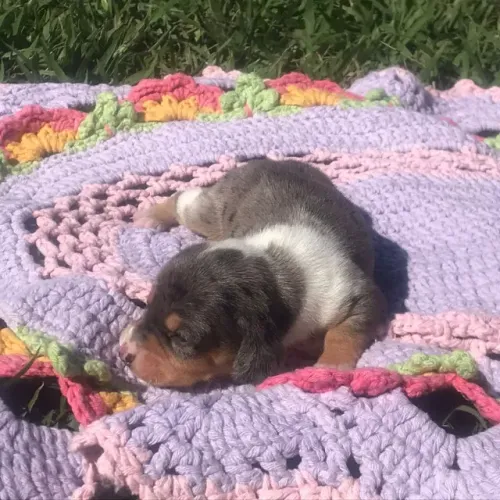Basset teckel lindos filhotes 
