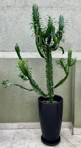 Cacto mandacaru adulto