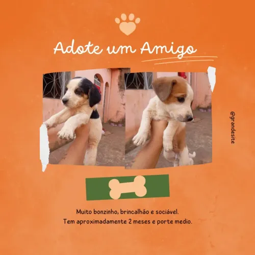 Cachorro para adoção