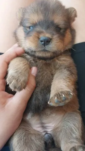 Cachorro chow chow