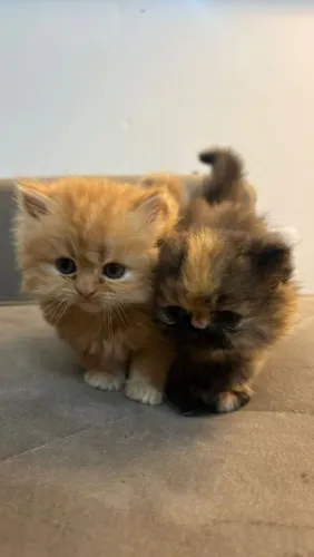Belíssimo Gatinhos Persas machos e fêmeas vacinados