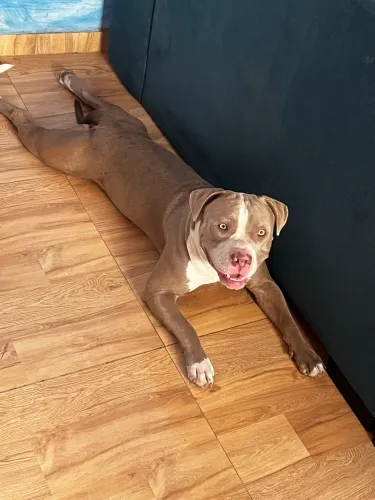 American bully