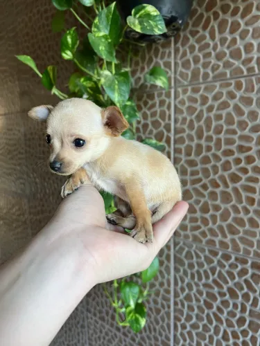 Pinscher zero macho