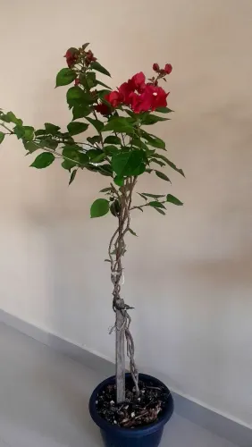 Boungaville vermelha - 1,30cm