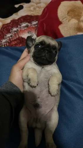 Pug Fêmea e Macho.