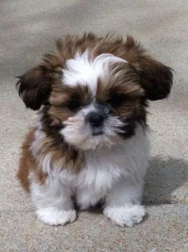 Shih Tzu - O companheiro perfeito para levar mais amor e alegria ao seu lar.