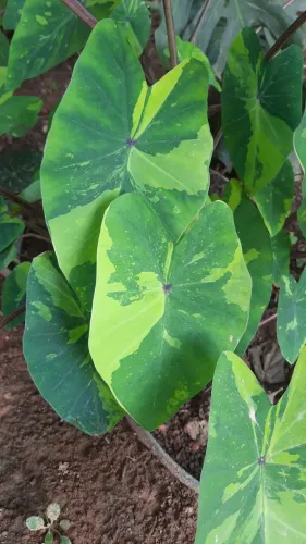 Colocasia lemon lime gecko
