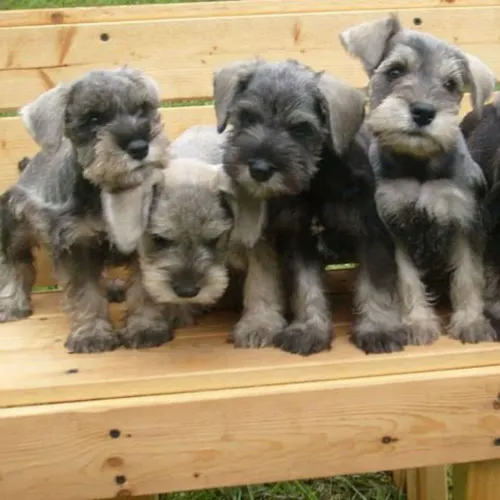 Schnauzer nas cores sal e pimenta, preta e branco