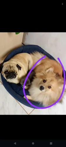 Lulu da Pomerânia macho castrado 