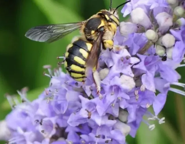 Muda de vitex agnus castus 