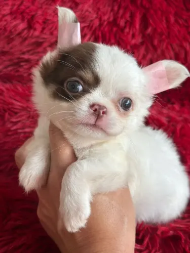 Chihuahua macho com pelagem longa. Possui uma macha no olho chocolate e castanho 