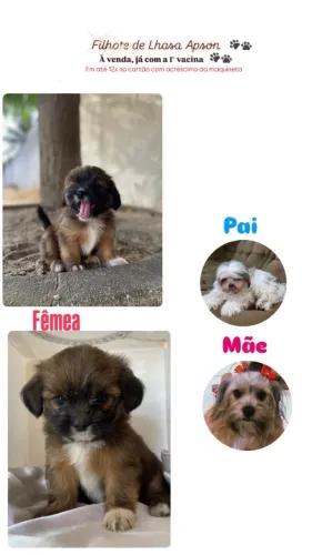 Lhasa Apso 