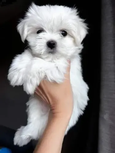 O Maltês é um cão pequeno e encantador