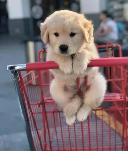 Filhote Golden Retriever, Quem resiste a um focinho fofinho como esse?