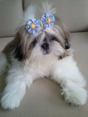 Shih Tzu fêmea com toda garantia