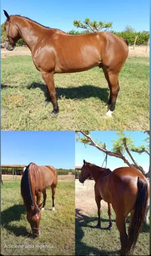 Cavalo de vaquejada, correndo de direita!