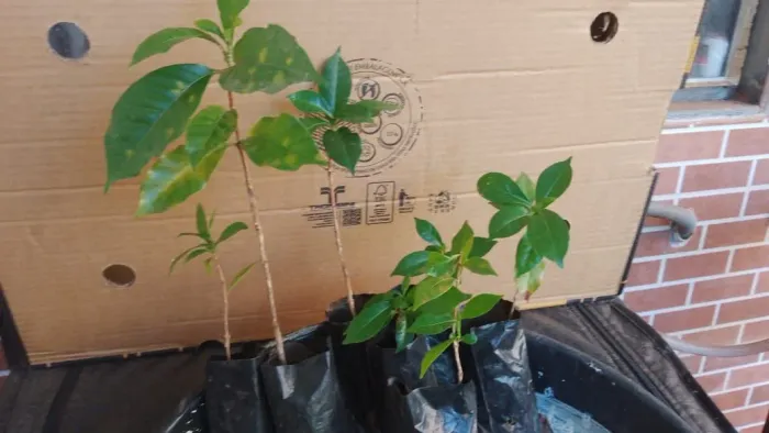 Muda de Plantas - Café