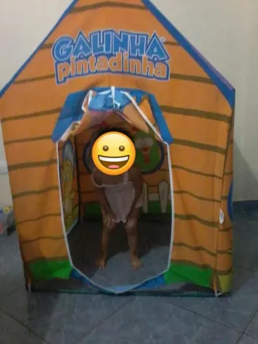 Casinha Infantil Galinha Pintadinha