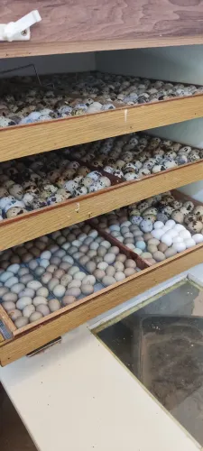 Ovos galados de codorna gigante, japonesa, chinesa e Bob White 