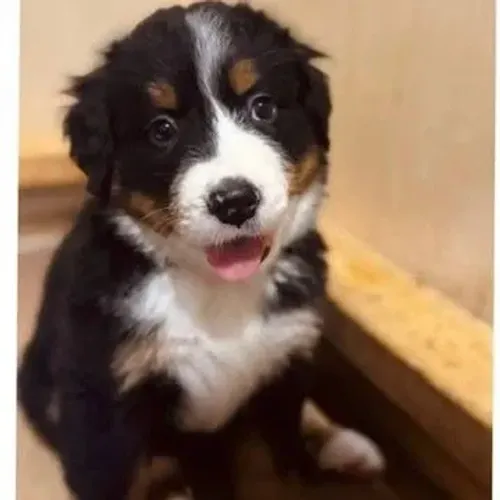 Filhotes de Bernese | Filhotes tranquilos e amorosos!