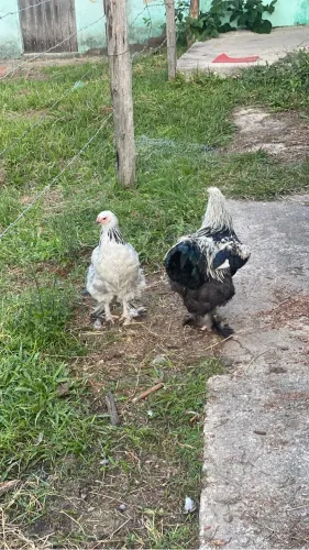 Ovos galados Brahma legítima