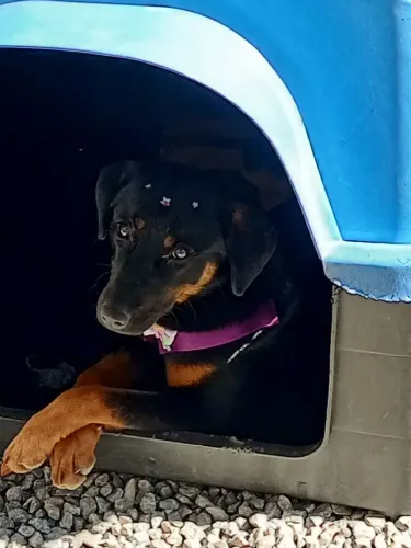 Doação de cachorro femia