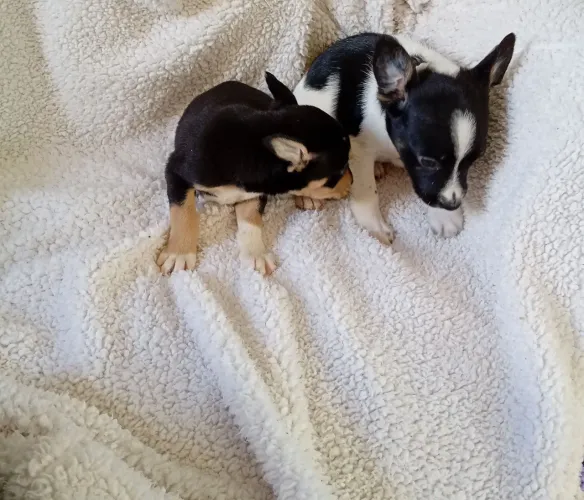 Filhotes de pinscher legítimos promoção