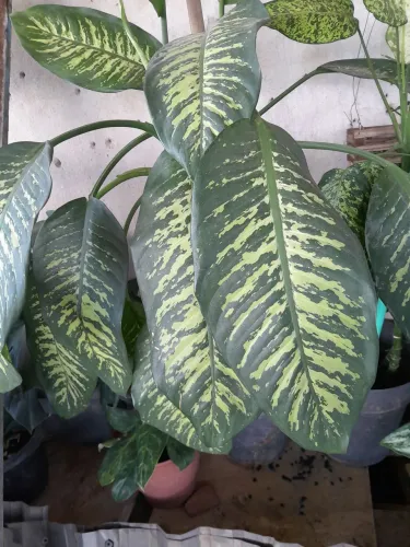 Plantas já pegadas